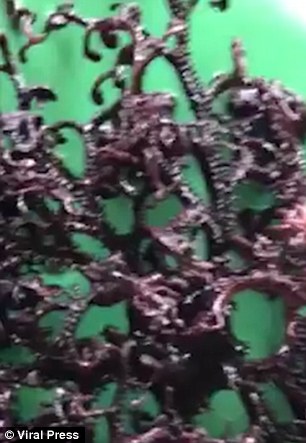越南海滩现神秘触手生物 当地人称是怪物