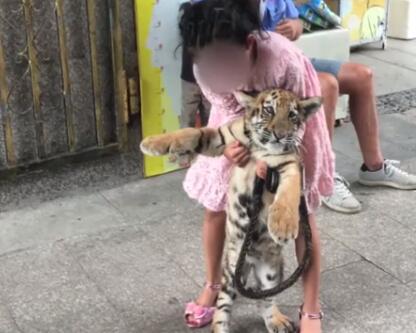9岁女童遛老虎引关注 公园管理中心:系为老虎健康