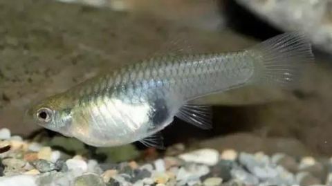 大肚鱼竟然也是外来物种，食蚊鱼既食蚊又入侵