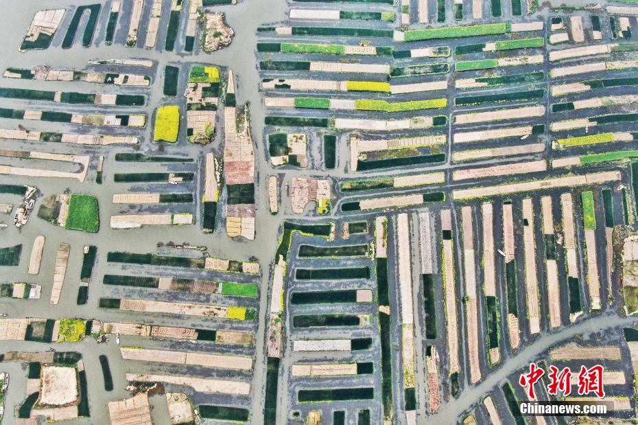 栀子花开歌曲原唱