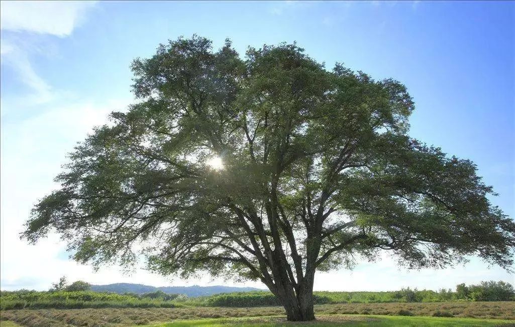榆树人口有多少_榆树盆景