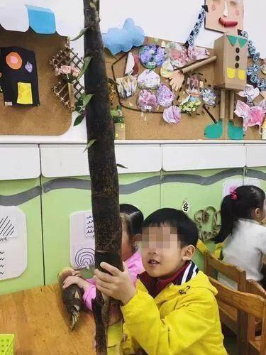 幼儿园要求带春笋孩子带了这个 同学：算我输