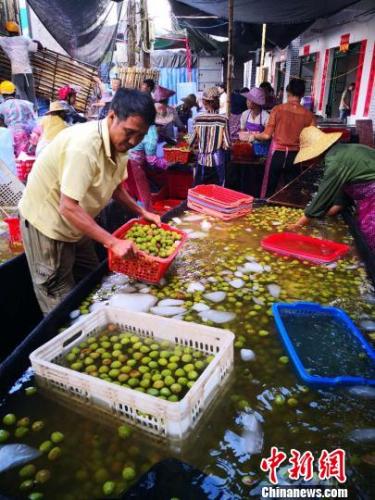 5月22日，海口市琼山区三门坡镇的一处荔枝收购点，工人们忙着处理收购来的荔枝。　尹海明 摄