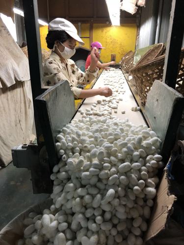 穿越千年，看“鎏金铜蚕”如何在这个县“流金”