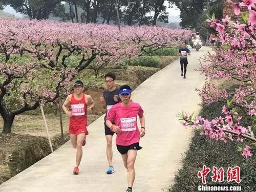 资料图:马拉松选手穿过桃花林。江权 摄