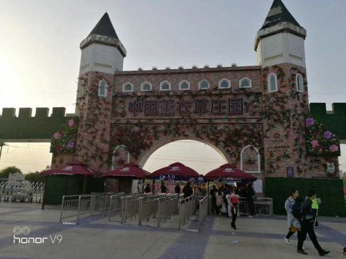 洛阳一景点被曝牡丹鲜花变塑料 回应：为效果好看