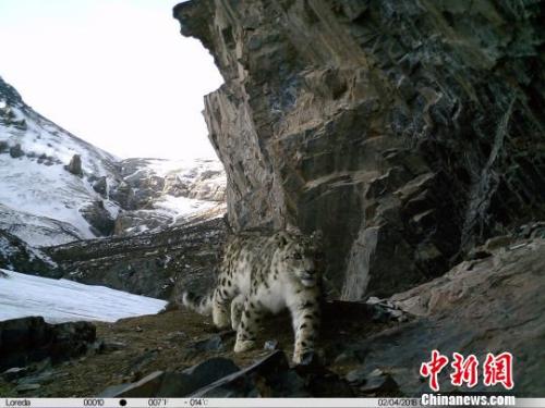 藏区“神山”阿尼玛卿4个月捕获500余次雪豹影像