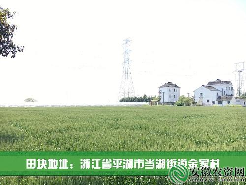 茂施麦坚强的探寻记|在嘉兴平湖，寻找掩不住的勃勃生机！【安徽农资网】