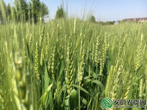茂施麦坚强的探寻记|在嘉兴平湖，寻找掩不住的勃勃生机！【安徽农资网】