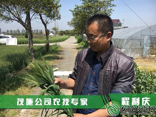 茂施麦坚强的探寻记|在嘉兴平湖，寻找掩不住的勃勃生机！【安徽农资网】