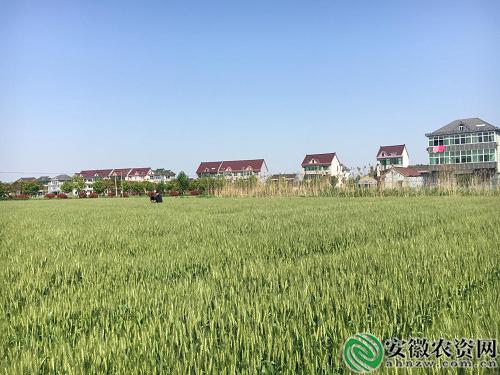 茂施麦坚强的探寻记|在嘉兴平湖，寻找掩不住的勃勃生机！【安徽农资网】
