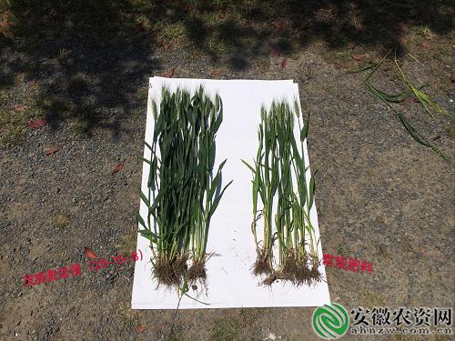 茂施麦坚强的探寻记|在嘉兴平湖，寻找掩不住的勃勃生机！【安徽农资网】
