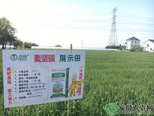 茂施麦坚强的探寻记|在嘉兴平湖，寻找掩不住的勃勃生机！【安徽农资网】
