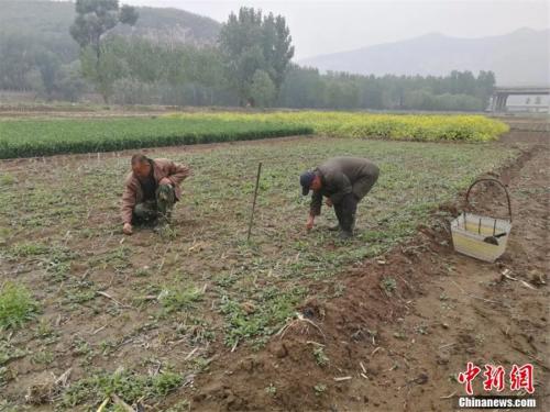 贾海霞和新搭档贾红旗正在培育杨树苗,计划明春再种上4000棵。李晓伟 摄