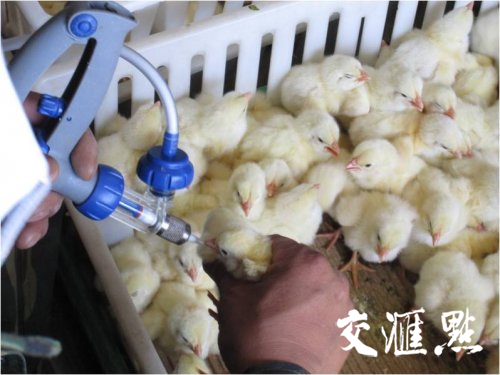 预防家禽传染病!扬州大学研发新疫苗获准成为