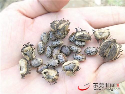 野外生吃蓖麻子中毒 一家三口险送命