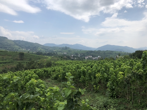 穿越千年，看“鎏金铜蚕”如何在这个县“流金”