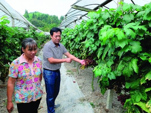 “三产融合”话发展 乡村振兴谱华章