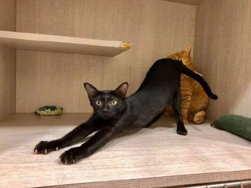 这只黑猫正在伸懒腰,刚好翘起了屁股,结果后面的橘猫闻了后.