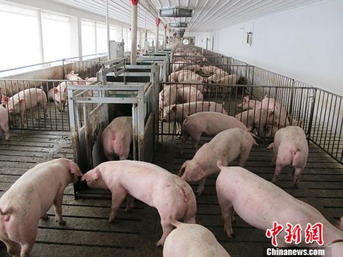  资料图：生猪养殖。 中新社记者 林浩 摄