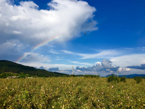 盘点全球最美赏花圣地，一起去看鲜花烂漫