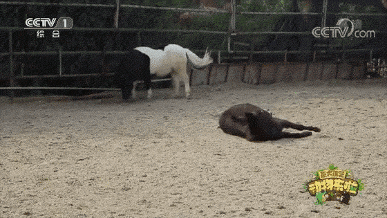 动物来啦丨北京传统小吃