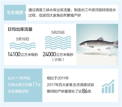 三峡水库生态调度试验:给鱼儿一个舒适的家|生