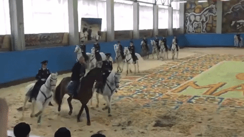 普京视察女子骑警队 与警花们乘马庆祝妇女节