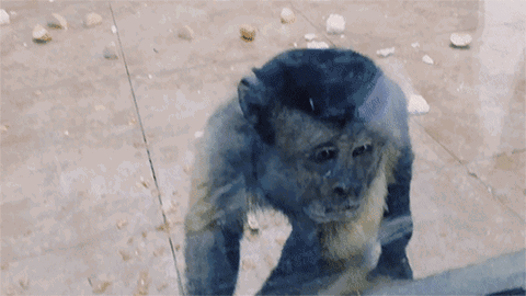 动物园老天津人回不去的童年