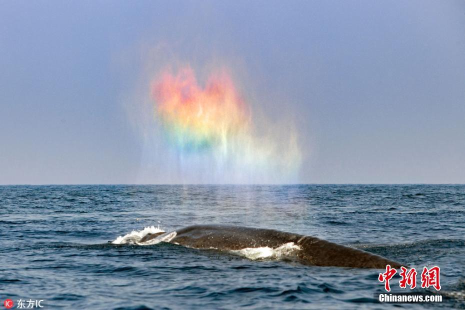 玩浪漫！斯里兰卡蓝鲸喷出惊艳“彩虹心”