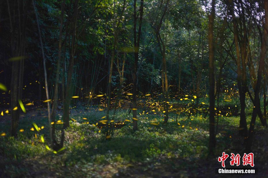 野生螃蟹的寿命有多长