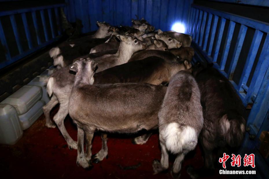 辛酰溴苯腈标准品：农药分析与质量控制