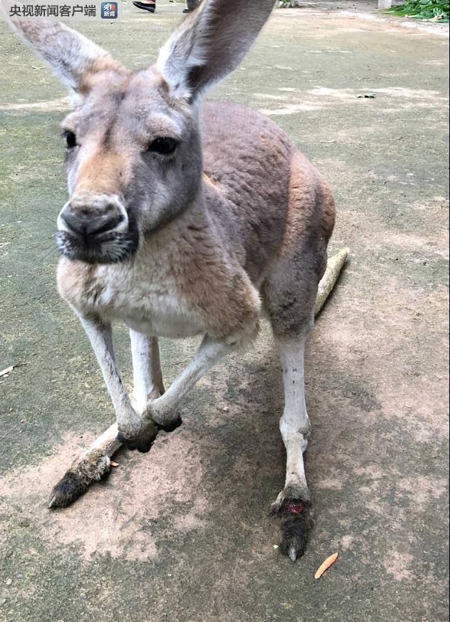 福州动物园游客扔石块砸袋鼠 致一死一伤