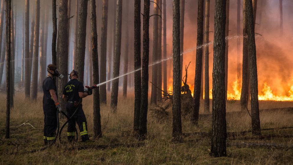 德国勃兰登堡突发森林大火 疑似由二战遗留弹