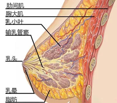 解剖图