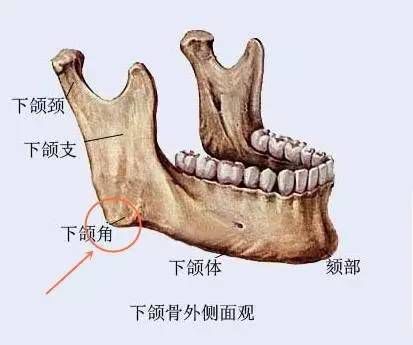 下颌骨