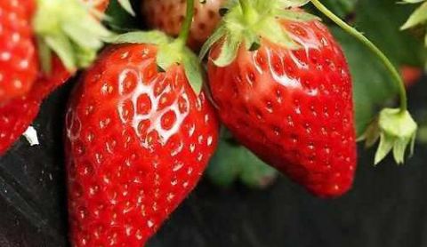 清理肠道垃圾的大克星,每天坚持吃可减肥瘦身