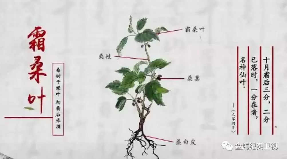 《本草中国》▏你的那杯养生茶喝对了吗?