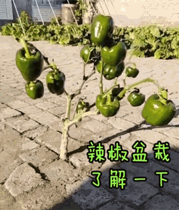 「金沙网址145」杨怡为母亲庆祝七十岁生日 赞妈妈是天使