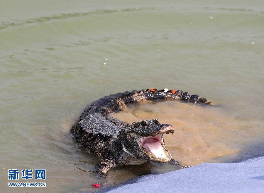 全球唯一与世隔绝5万年的鱼，只剩38条，差点被醉鬼...