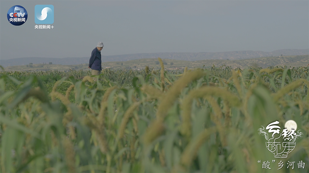 央视原创系列微视频《碗里的乡愁》之《“酸”乡河曲》