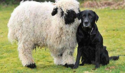 羊从小和狗一起长大,以为自己是条狗,现正接受培训成为一只羊