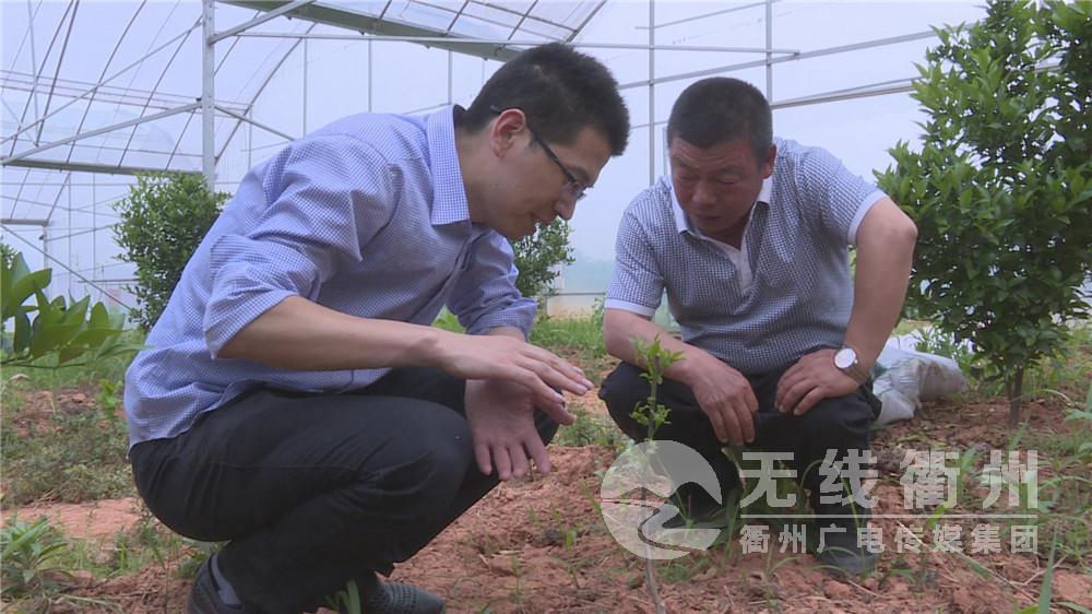 一对一 科技帮扶,衢州柑桔精品园发展势头足