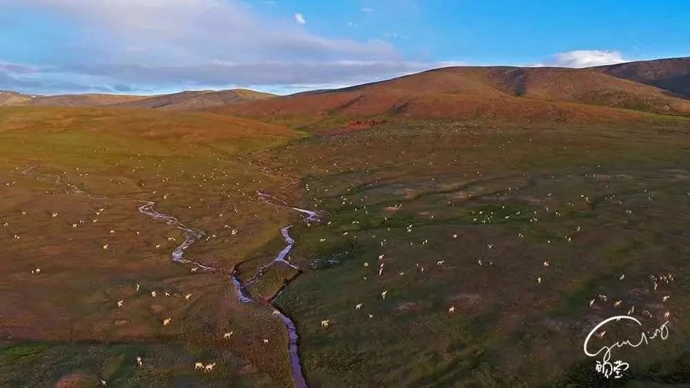 成千上万只藏羚羊在准备大迁徙