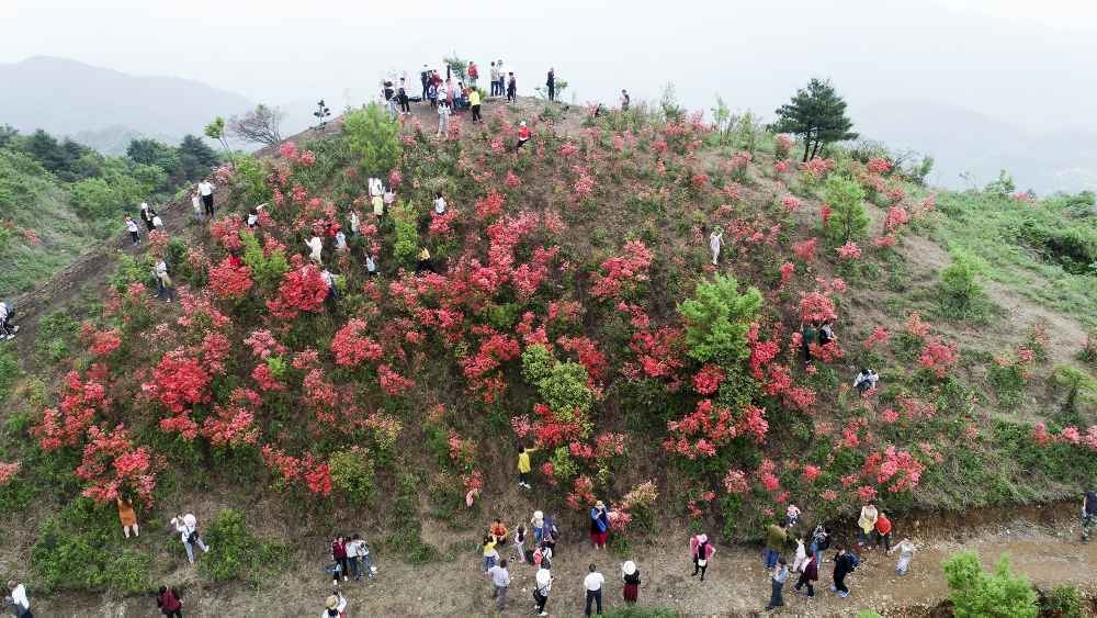 沅陵九龙山:杜鹃花开游客来
