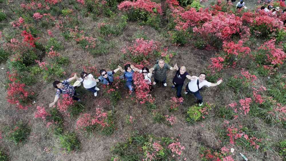 沅陵九龙山:杜鹃花开游客来