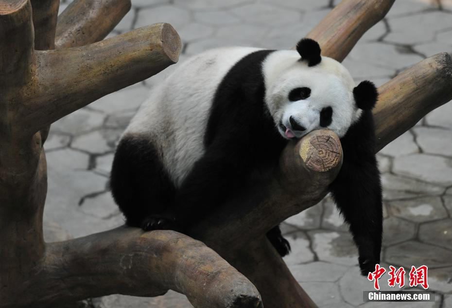 习近平会见奥地利总理