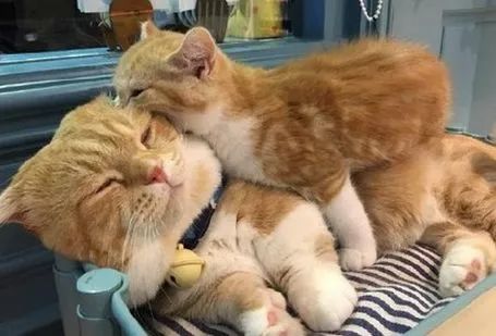 宝宝总是要对我摸摸抱抱甚至啃一啃,是不是断