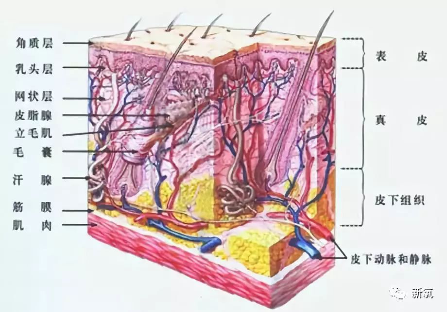 大致的分为表皮,真皮和皮下组织三个层面.