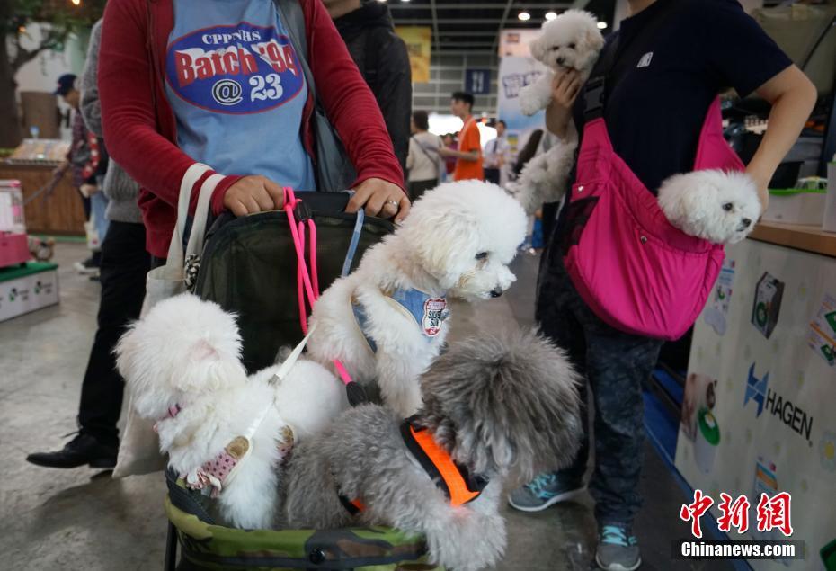 马苏做头发什么梗